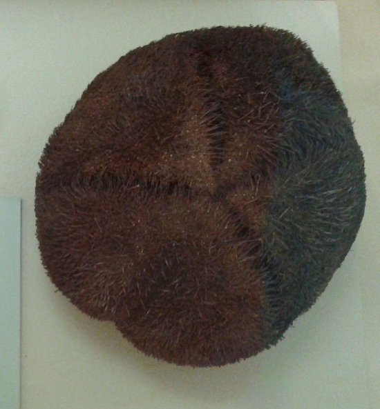  Meoma ventricosa (Cake Urchin, Red Heart Urchin)